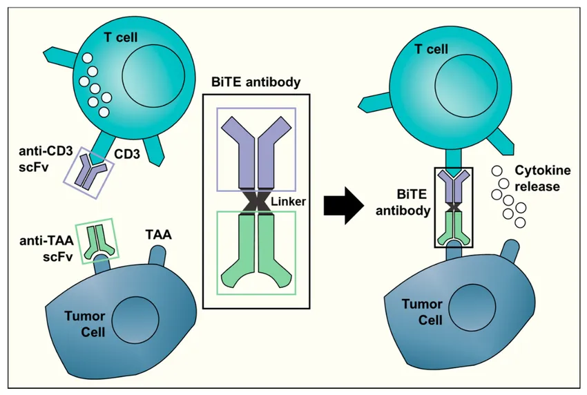 A Schematic Representation Of The Bispecific T Cell Engager Bite Technology The Bite